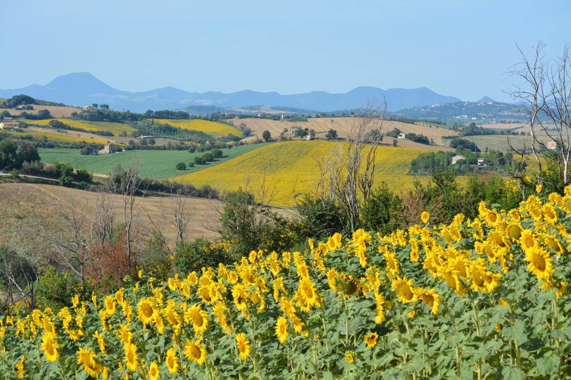 Casale Dei Cinque Colli Villa Ostra ภายนอก รูปภาพ